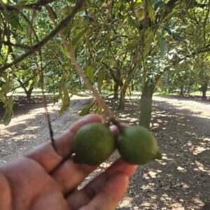 25/04 Tour da Macadamia (saída de Piraí)